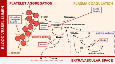 The Use of Tick Salivary Proteins as Novel Therapeutics